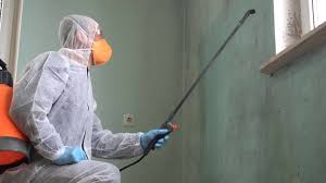 Best Emergency Mold Remediation  in Meeker, CO